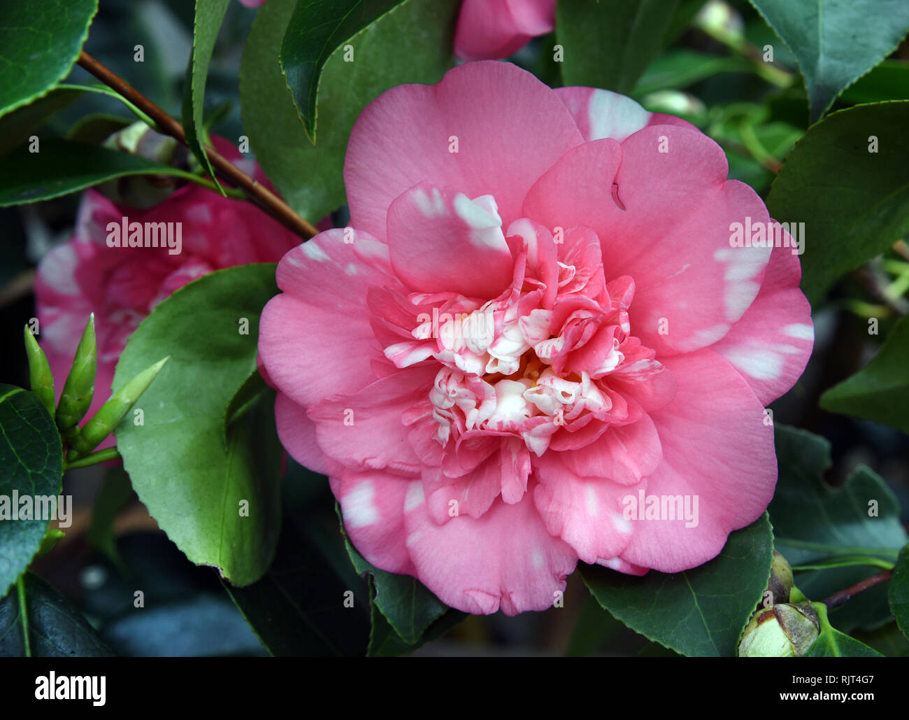 07 February 2019, Saxony, Roßwein: In the camellia house in Roßweiner Wolfstal you can see the flower of a camellia 'Chandler`s Elegans'. Visitors can visit a total of 40 different camellia varieties on weekends until the end of March. Photo: Waltraud Grubitzsch/dpa-Zentralbild/ZB Stock Photo